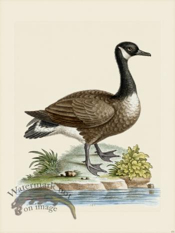 Edwards 151 Canada Goose